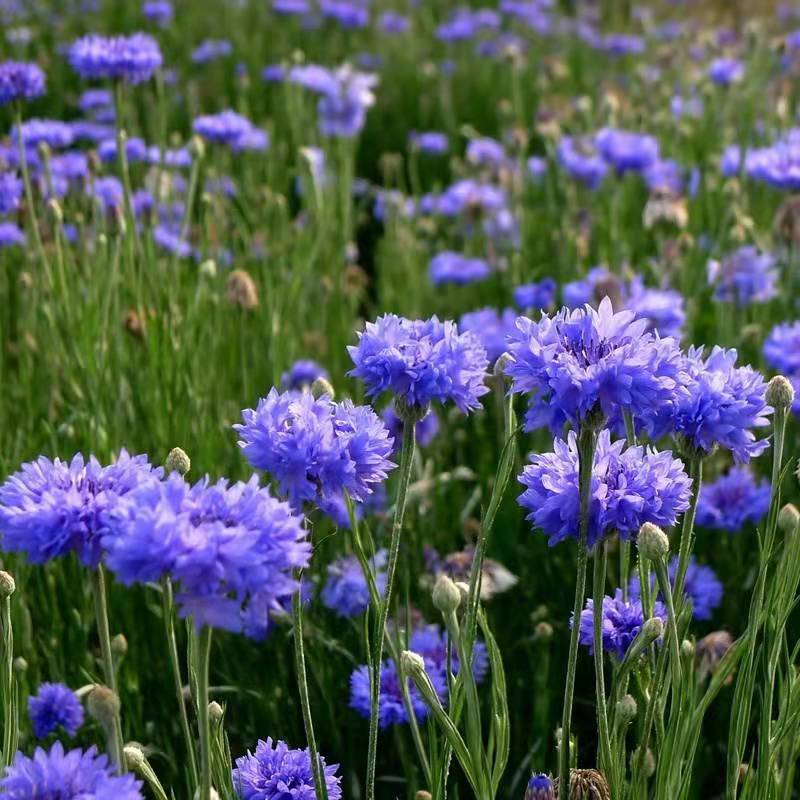 矢车菊1.jpg