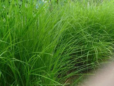 弯叶画眉草