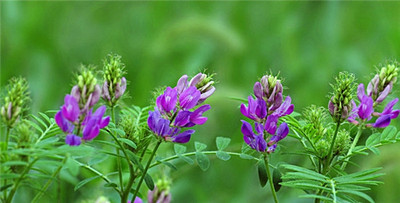 紫花苜宿