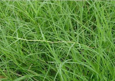 草坪型狗牙根