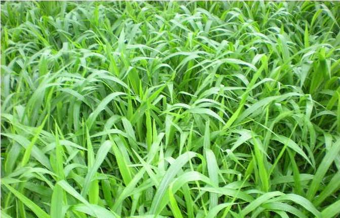 广西南宁宽叶雀稗草籽批发