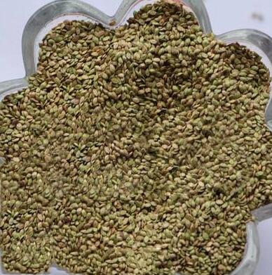 草种草籽百喜草广西南宁保证发芽率 - 广西伟景园林绿化工程有限公司