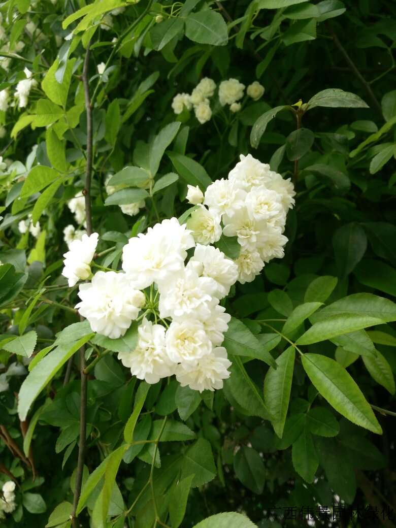 刺花树的花的样子图片