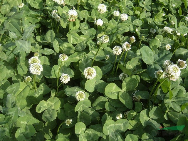 白三叶在作放牧草地时,可以放牧牛,羊,马,猪,鸡