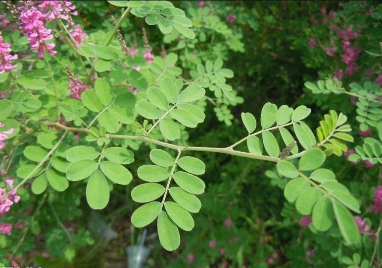 多花木兰有什么作用用途