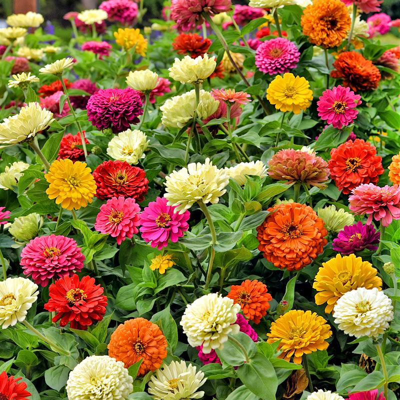 冬天可以种植百日草花种吗 - 广西伟景园林绿化工程有限公司