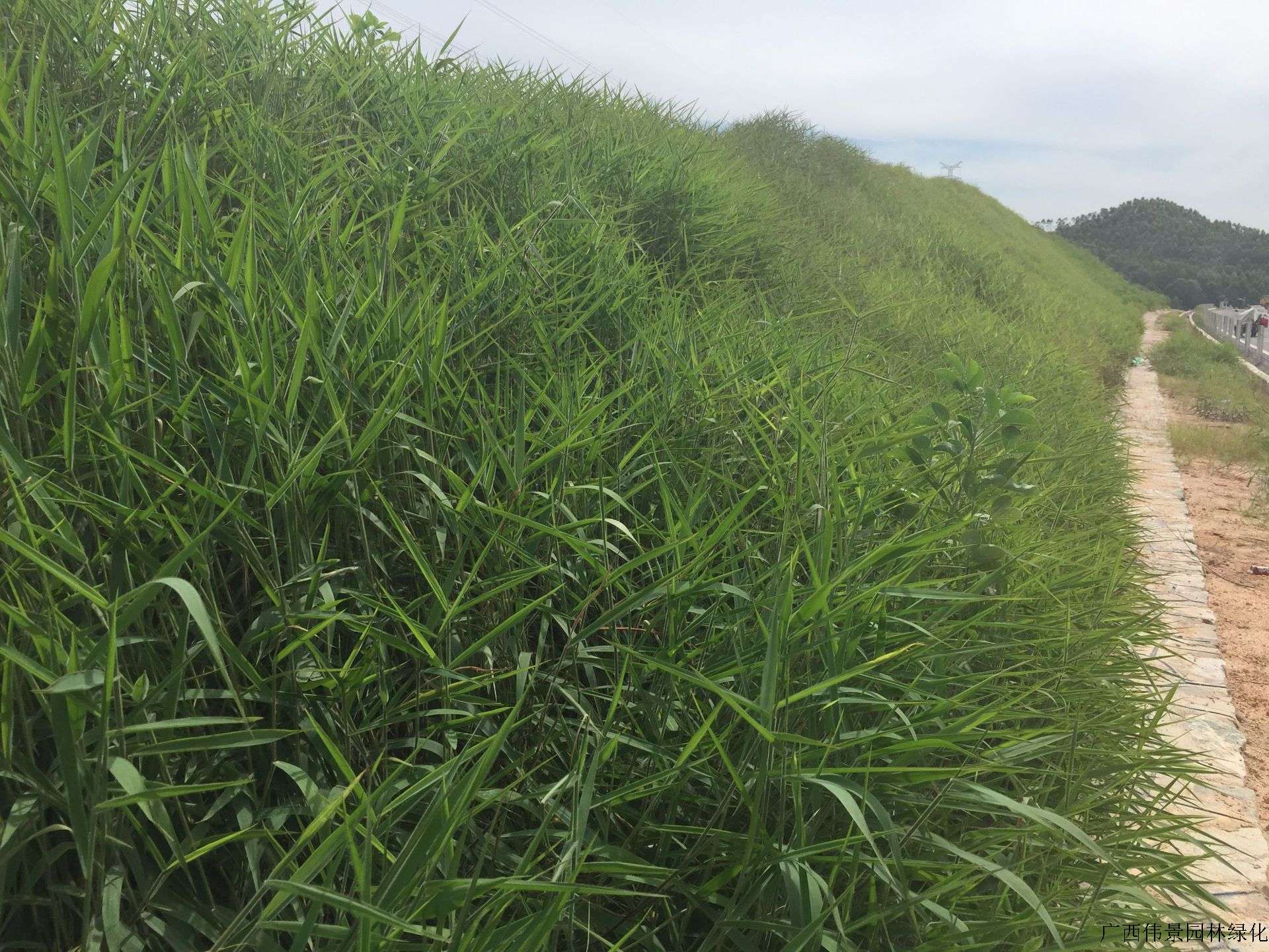 广西地区边坡绿化护坡常用糖蜜草种子 