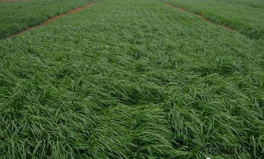 在北方可以选择冷季护坡草籽,如黑麦草,高羊茅,早熟禾等,这些都是比较