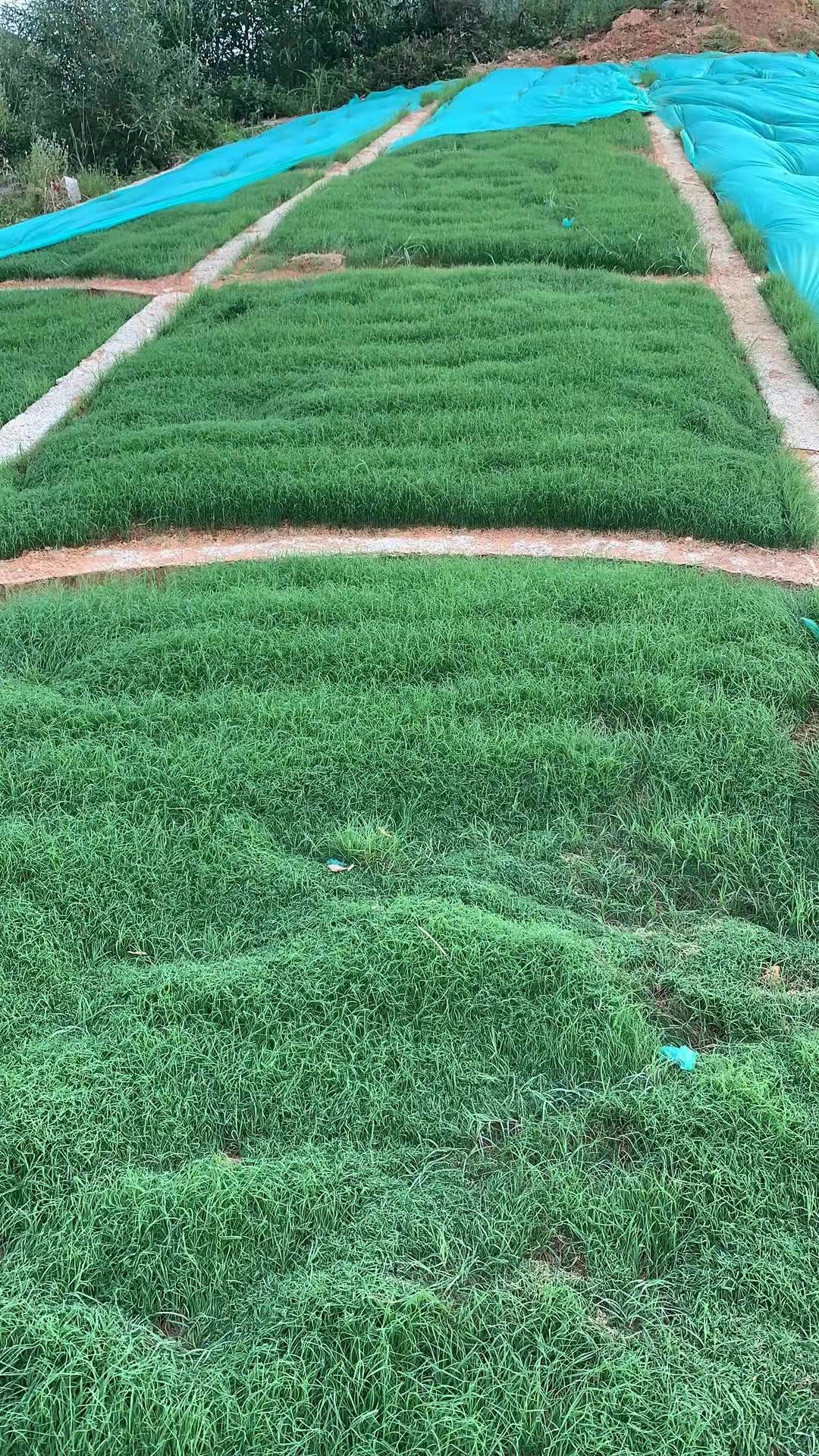 挂镀锌铁丝网客土喷播植草技术 - 广西伟景园林绿化工程有限公司